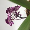 NEOSTYLIS PINKY(NEOFINETIA FALCATA `PINK`X RHY.GIGANTEA`RED`) 